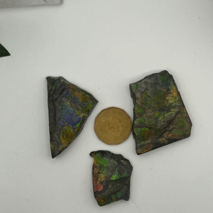Ammolite